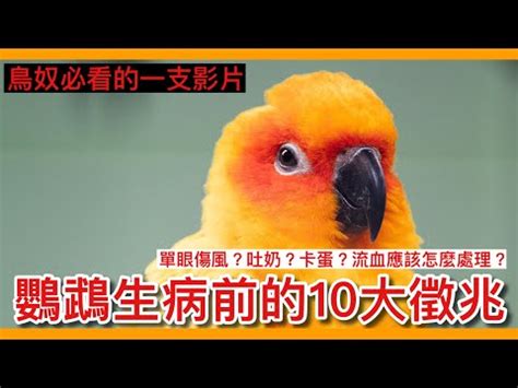 看到死掉的鳥|看到死掉的鳥預兆：你知道這背後的含意嗎？【看到死。